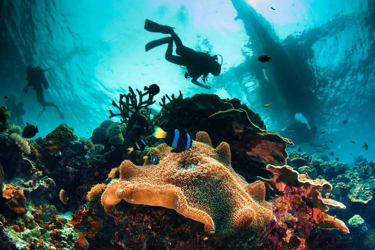 A scuba diver swimming in the ocean next to an anemone.